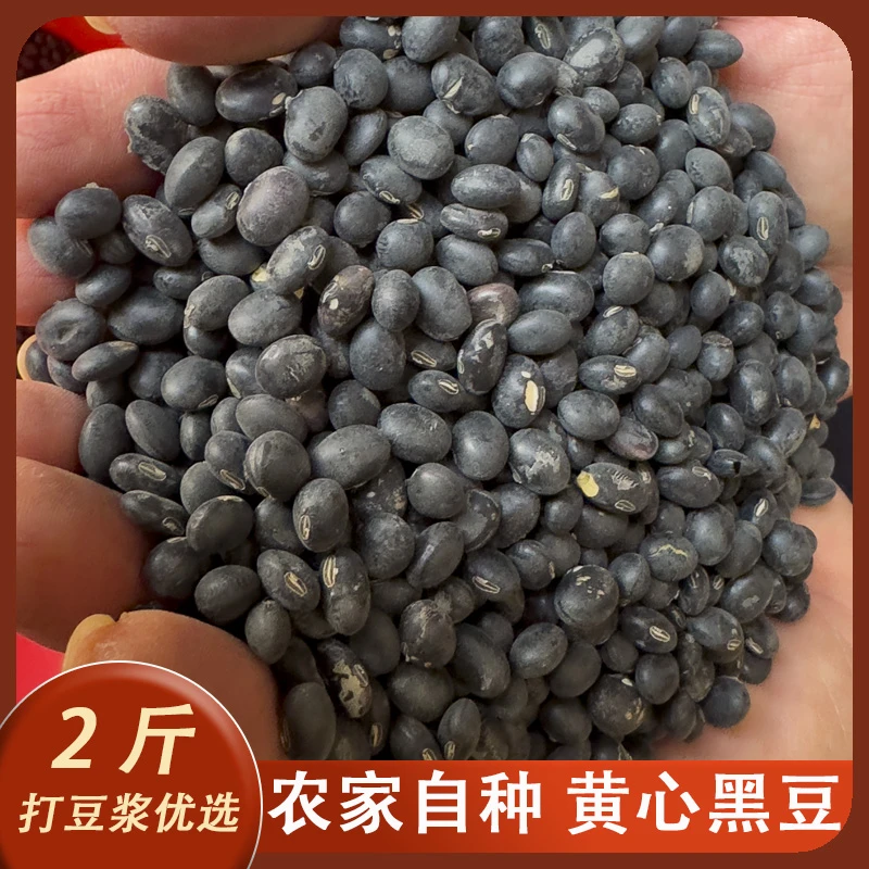 黄心黑豆打豆浆专用农家豆客家本地小黑豆广东农村种植直发2斤