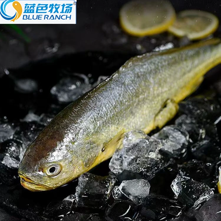 蓝色牧场浙江新货大黄鱼新鲜冷冻生鲜水产鲜活冰鲜海鱼小黄鱼商用