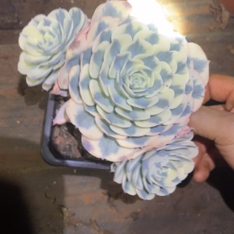 玉蝶锦多肉锦三个头