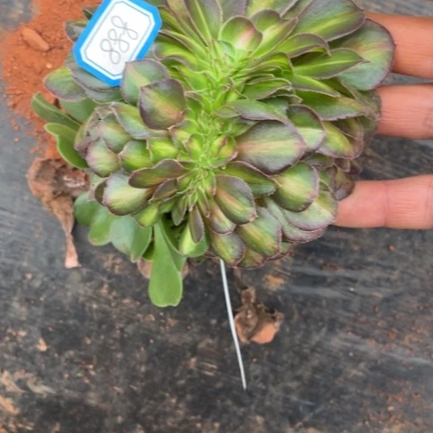 888抹茶缀自己生根