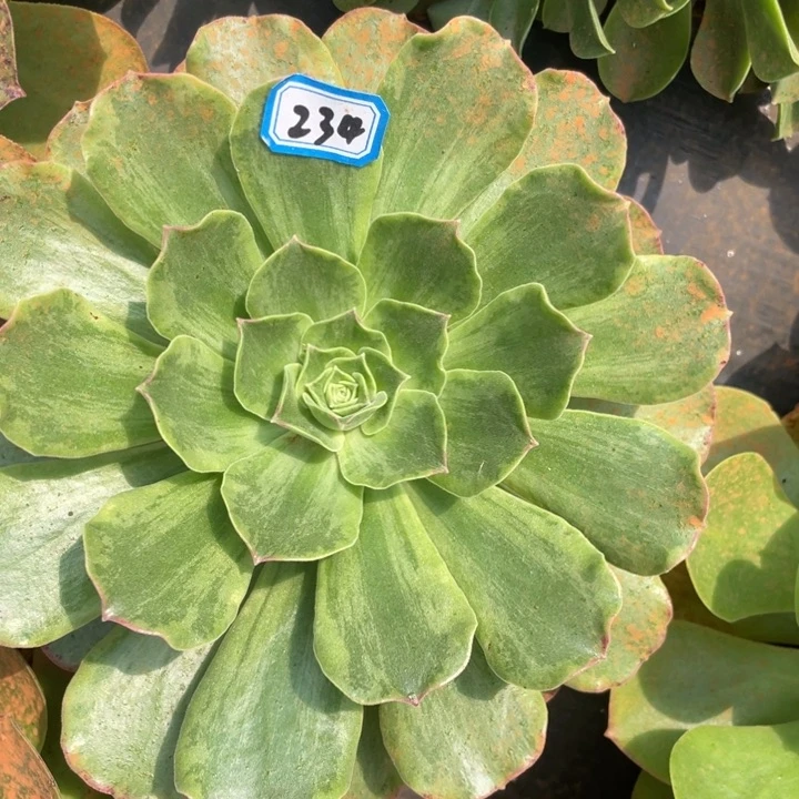 234玉龙观音锦大包菜