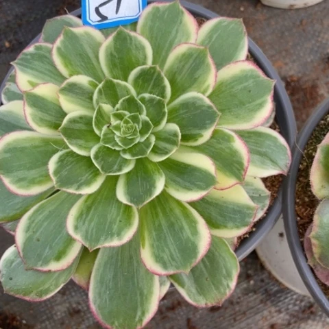 51绿体万花筒单头