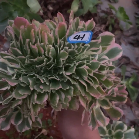 41白凤缀化自己生根