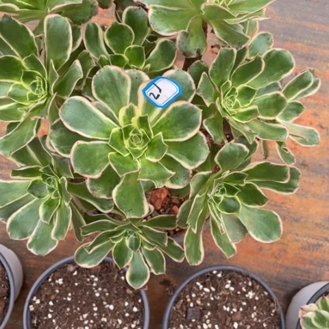 21绿玫瑰绣球法师锦