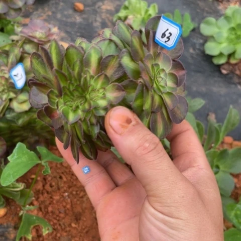 红陶20CM（含）-50CM（不含）62抹茶缀