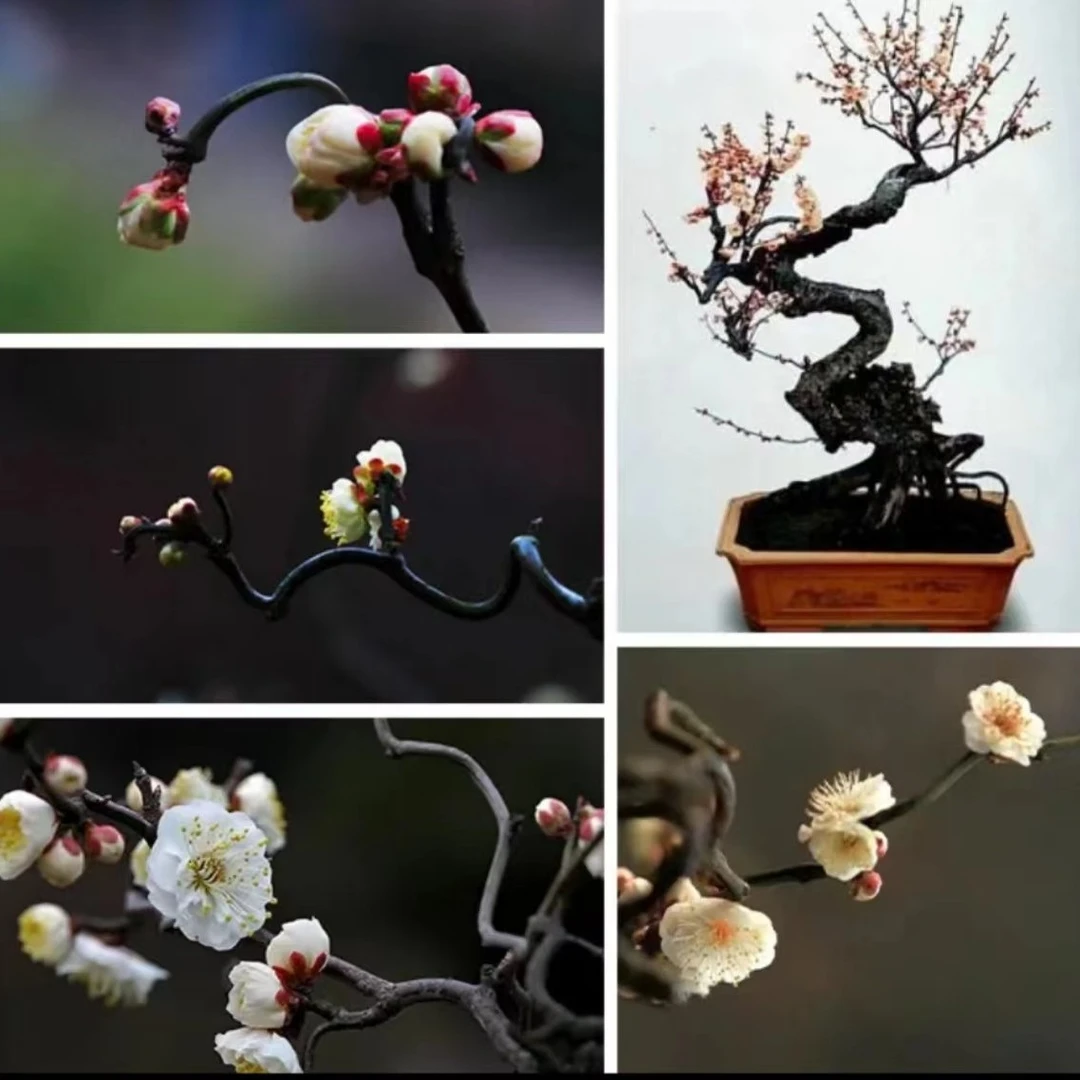 梅花盆景花卉耐寒植物老桩室内阳台庭院