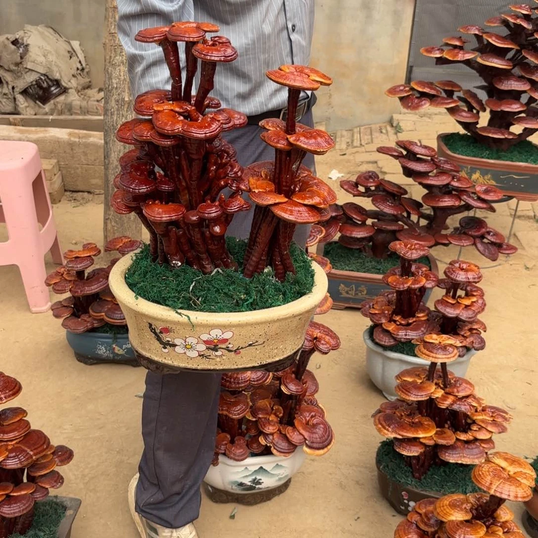 灵芝是我国著名的植物