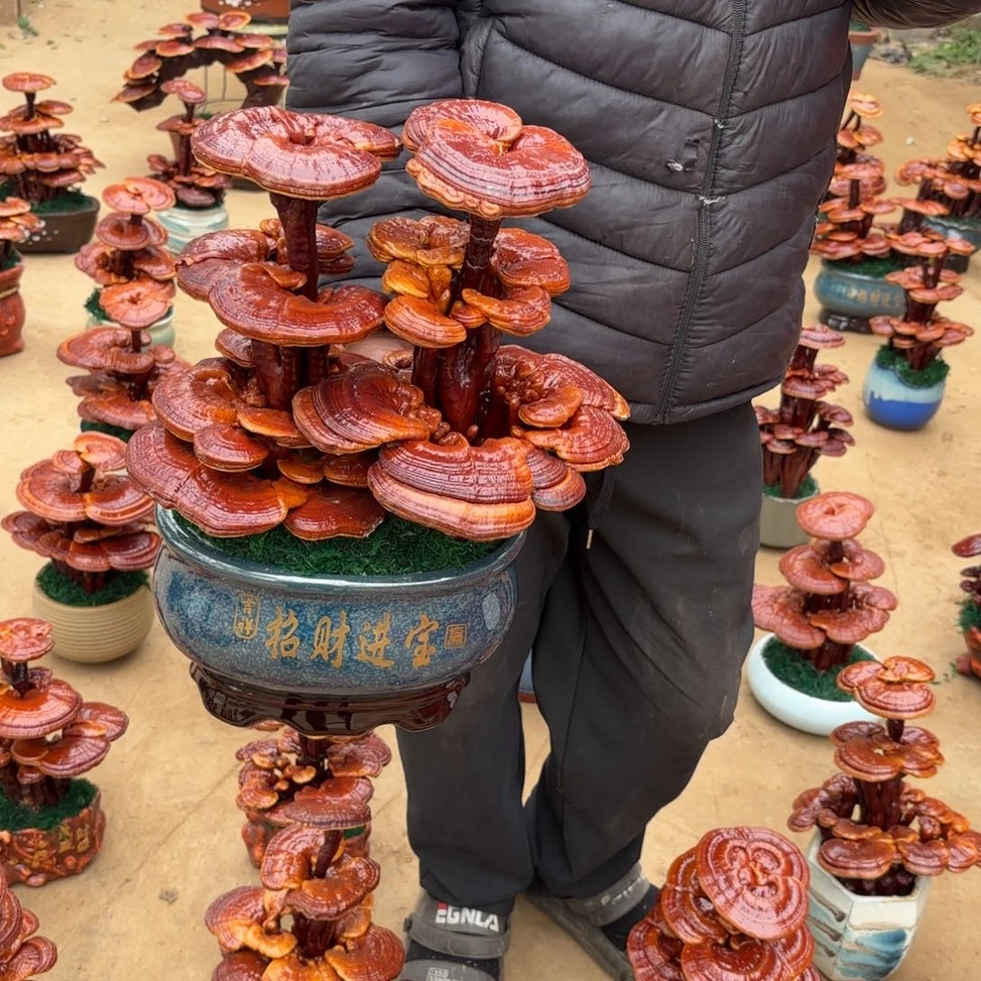 灵芝是我国著名植物