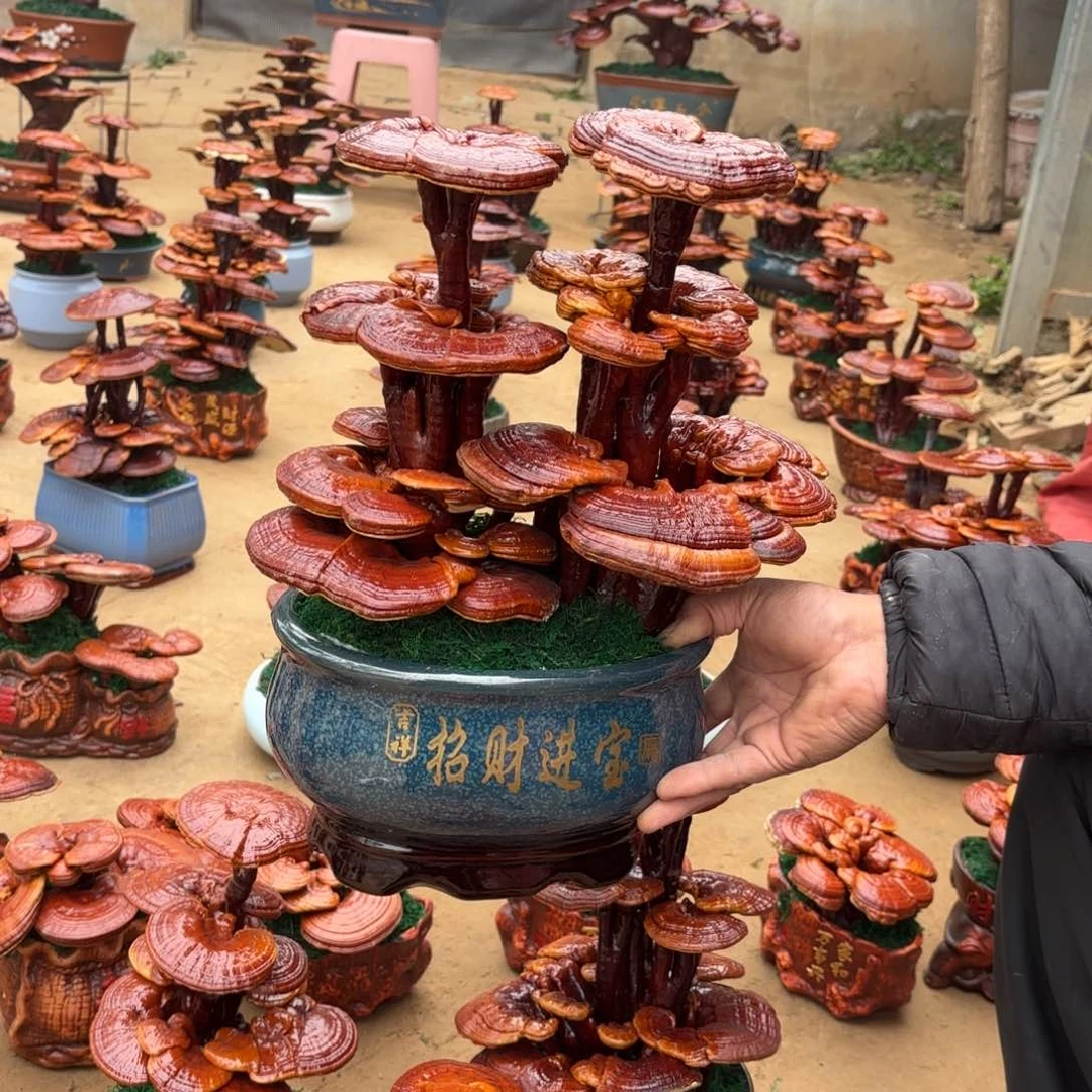 灵芝是我国著名的植物