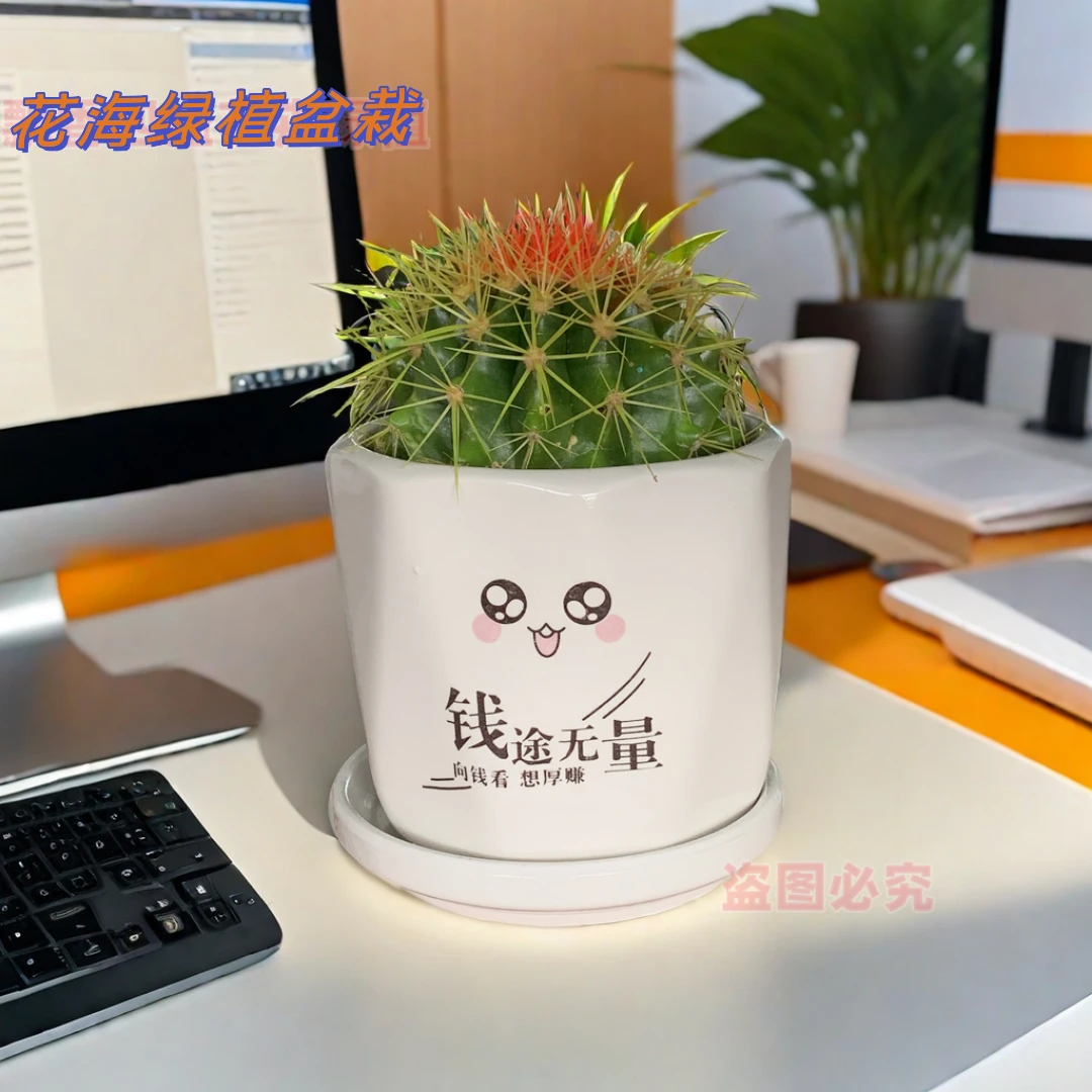 仙人球盆栽桌面室内客厅仙人掌盆栽办公桌好养组合开花多肉植物
