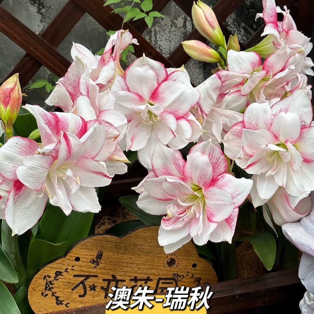 澳朱瑞秋姑娘包对版朱顶红小球根系好种植容易不亦花园种球