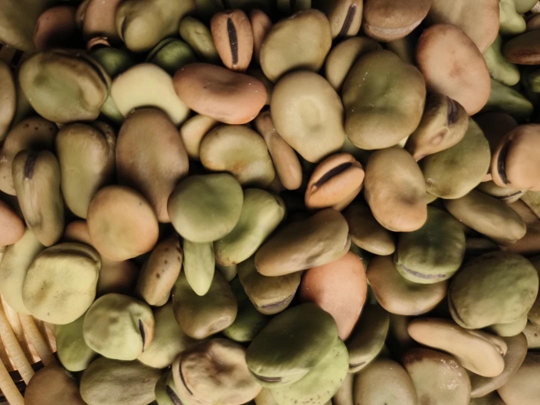 申氏农场自种 干蚕豆 农场剥皮蚕豆粒500g 一斤装成熟干豆子