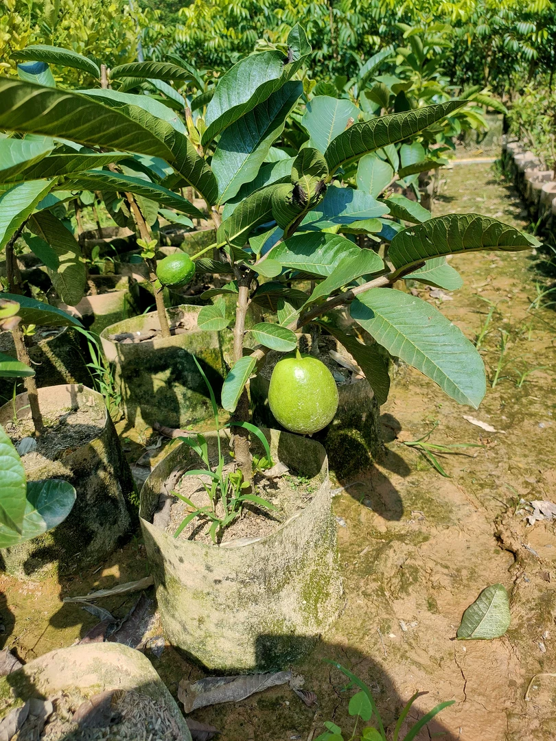 挂果粉红蜜芭乐耐寒耐热美植袋,带土球发货