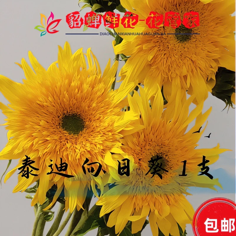 鲜花 3支泰迪向日葵  不支持已发货退款 鲜花