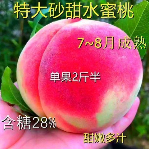 新品种特大砂甜水蜜桃果树苗嫁接水蜜桃树苗南北方种植