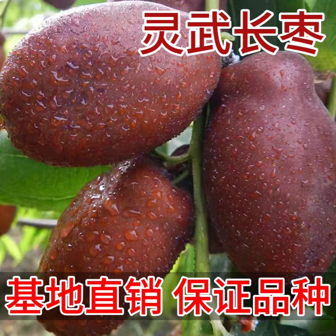 灵武长枣树苗特大嫁接枣树活苗冬枣树苗南北方种植当年结果地栽种