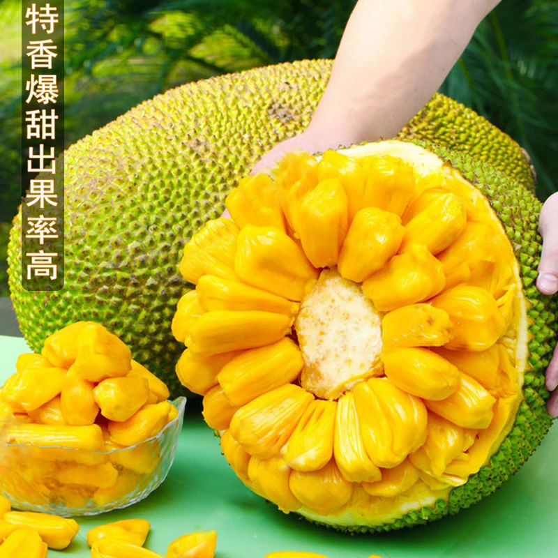海南三亚黄肉菠萝蜜当季特产新鲜热带水果一整个香甜木波罗蜜包邮