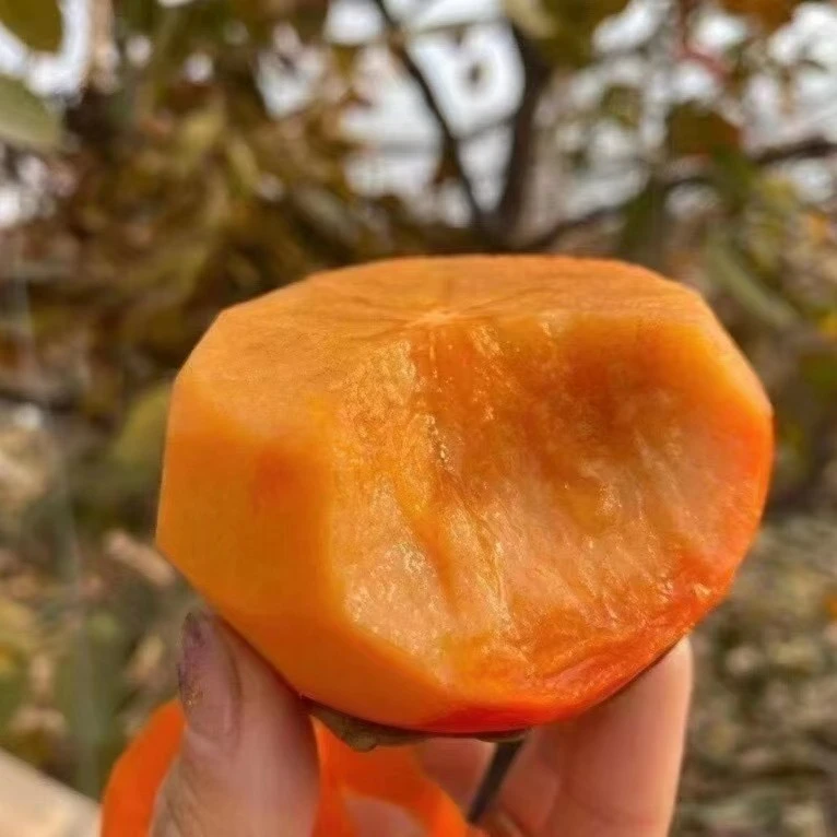 巧克力脆柿大果当季新鲜水果  脆甜好吃 只发川渝 顺丰包邮