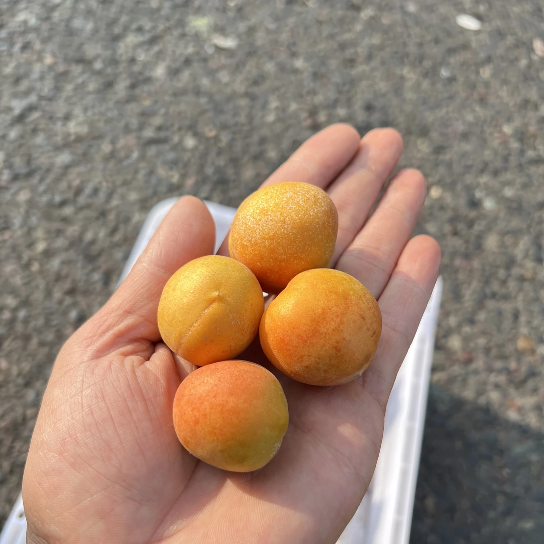 新疆空运新鲜吊干杏新鲜应季当季水果孕妇水果顺丰优质多汁香甜14