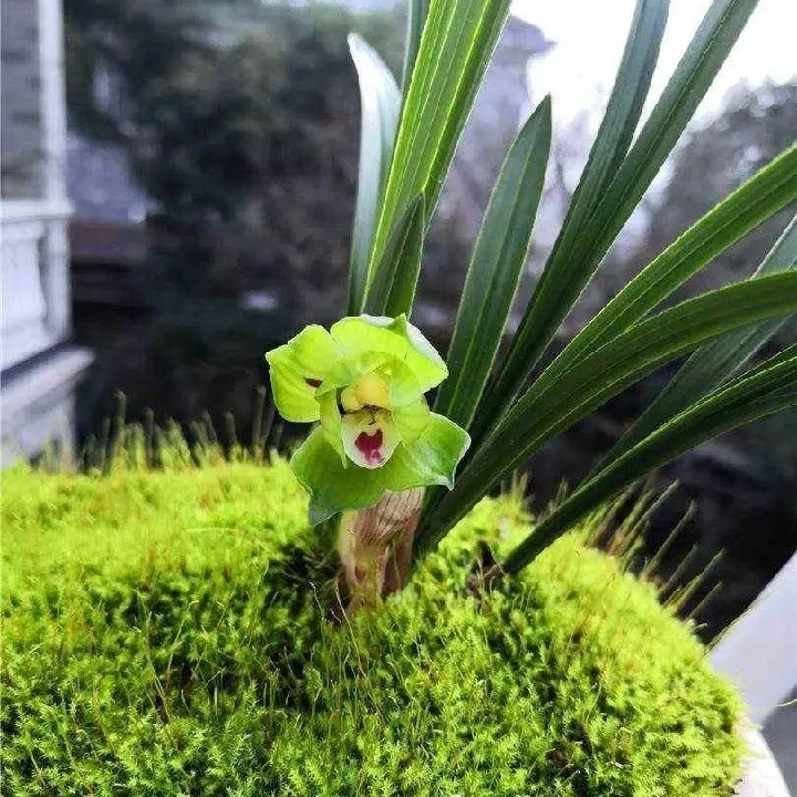 兰花，春剑品种，叶宽1.0Cm，珠高30Cm