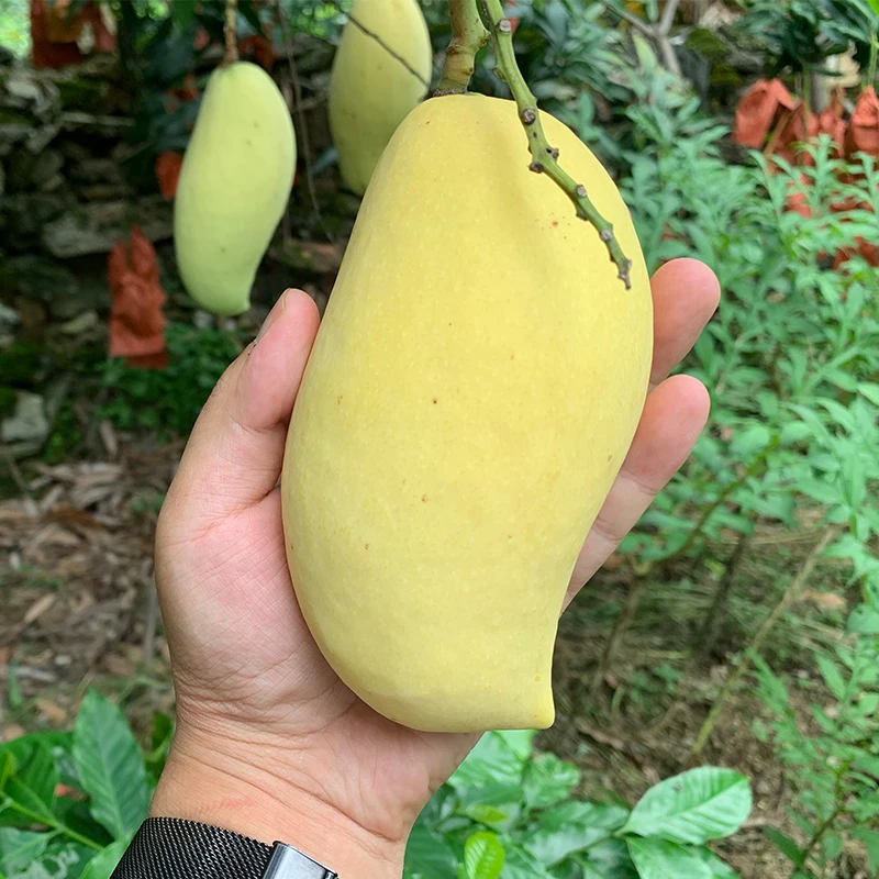 云南高山鹰嘴芒核薄肉厚香甜多汁当季新鲜热带水果