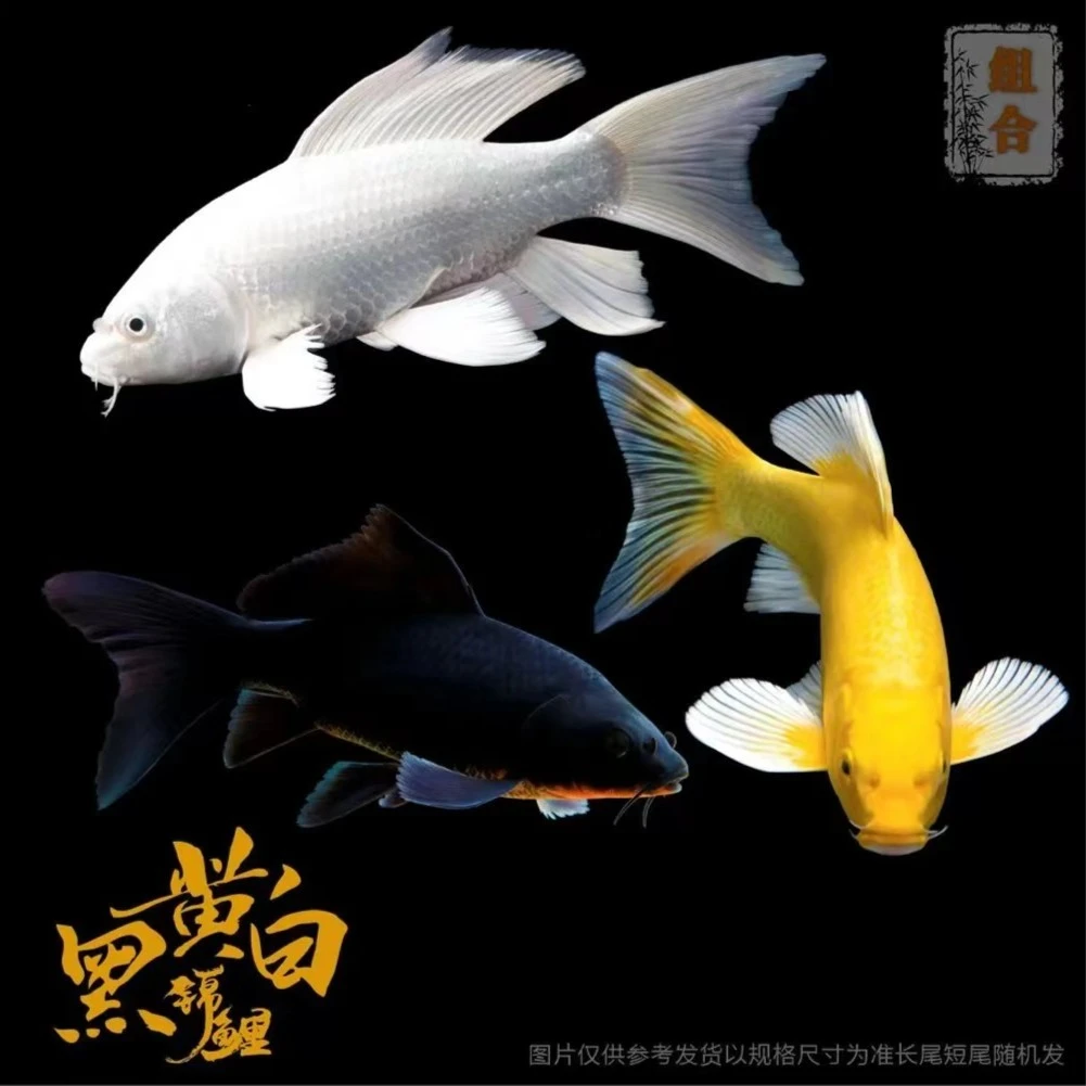 ③<一物一拍>观赏鱼冷水好养耐活锦鲤小金鱼