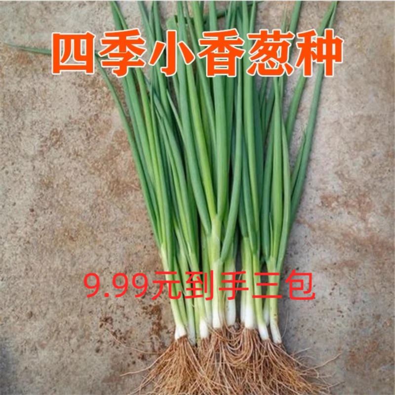 9.99元三包四季小香葱种子阳台小院种植四季易种植高产小葱种子