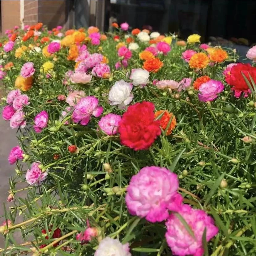 【10000粒重瓣】好养活重瓣多色太阳花种子室内阳台庭院四季种植