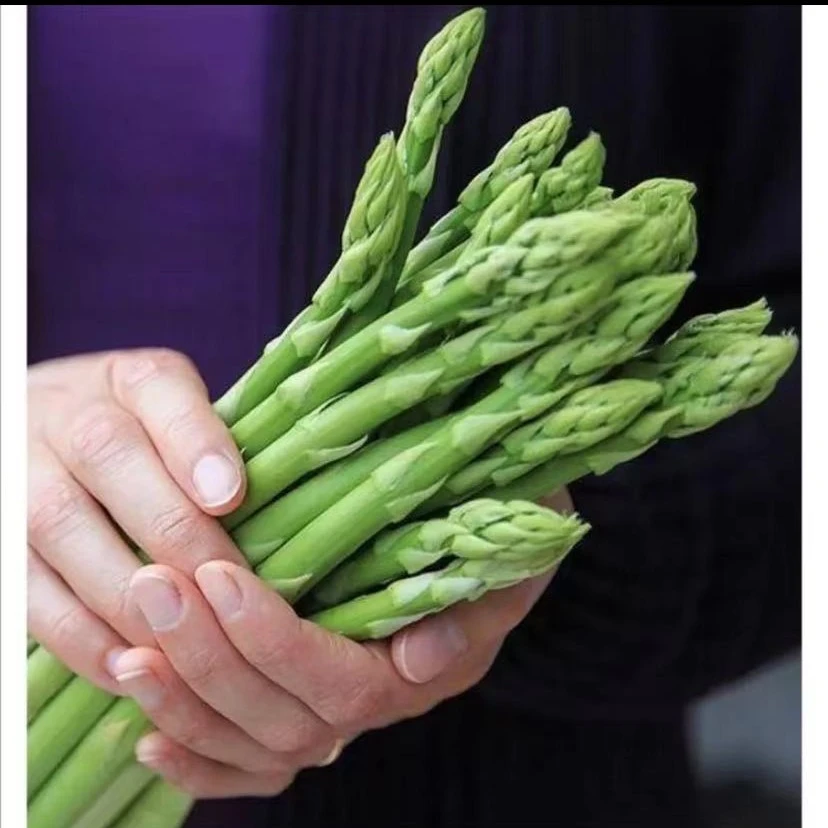 【满五包包邮】（满五送一）绿芦笋种子四季种植多年生高产蔬菜