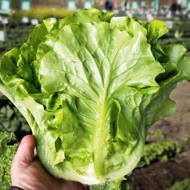 【满五包包邮】（满五送一）意大利生菜早熟速生四季奶油生菜种子