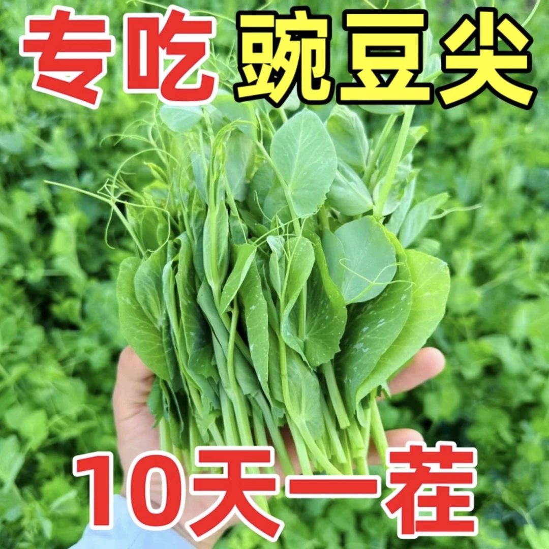 豌豆苗种子家庭自种可水培蔬菜种子