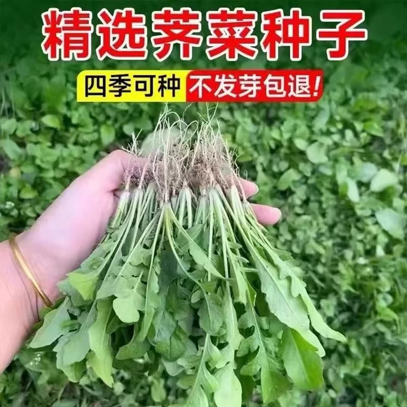 大叶【荠菜种子】大叶荠菜四季播种家庭小院阳台花盆适种