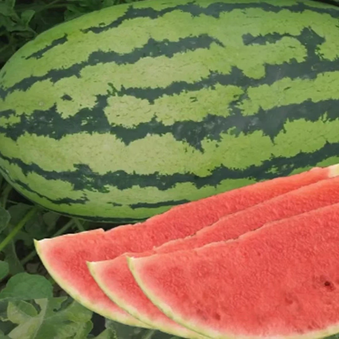 【家庭园艺适用】懒汉西瓜种子适应性强高产早熟品种