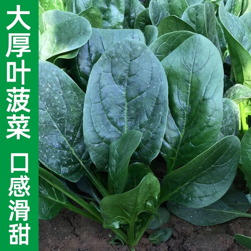 趴地菠菜种子耐寒耐热品种四季种植家庭阳台小院适种