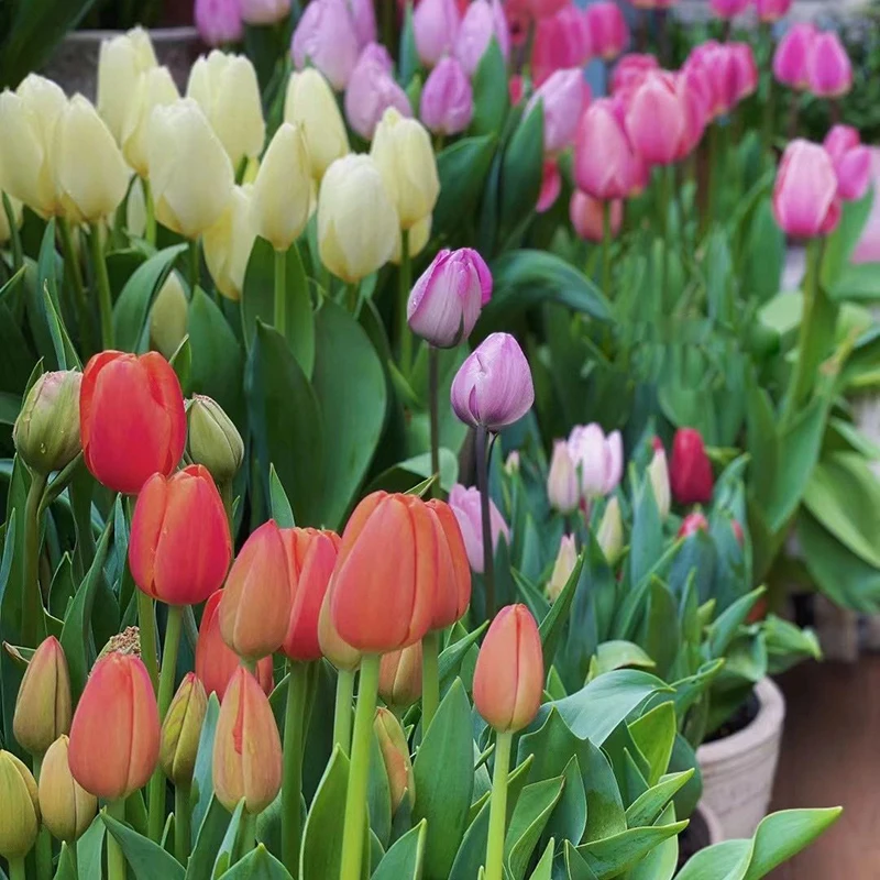 1【郁金香种球】可水培可土培室内阳台庭院盆栽花卉