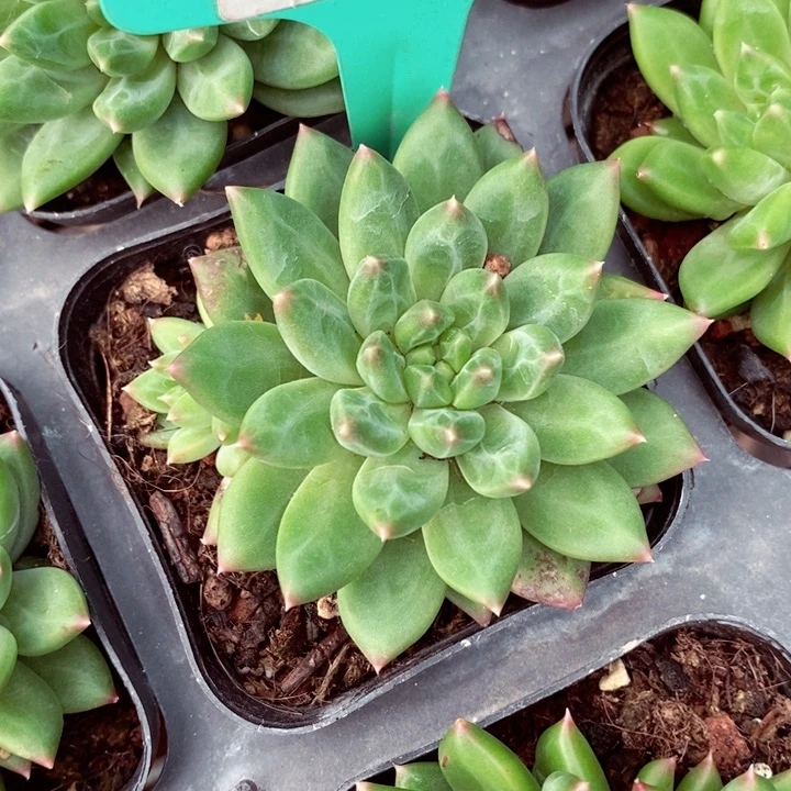 用****4cbz fhh f f 343