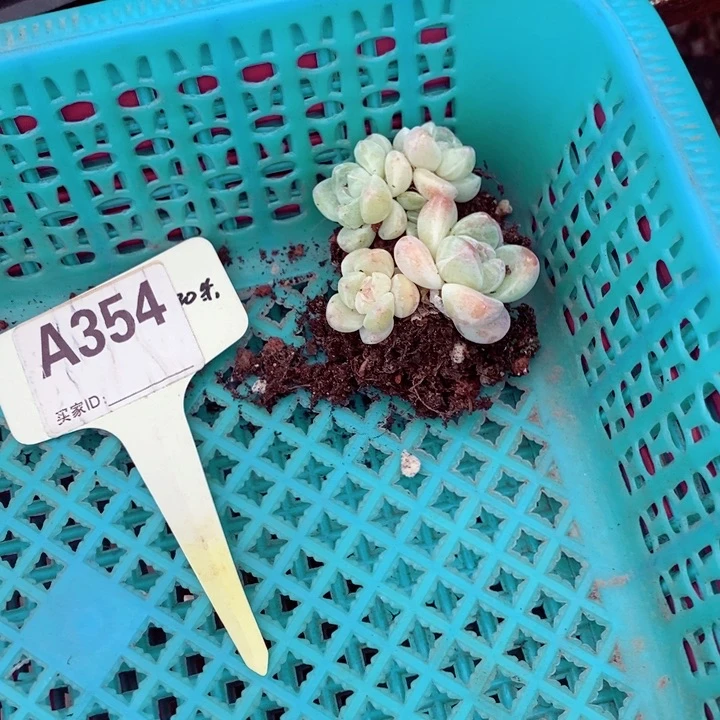 @**燕x c z xb h 354