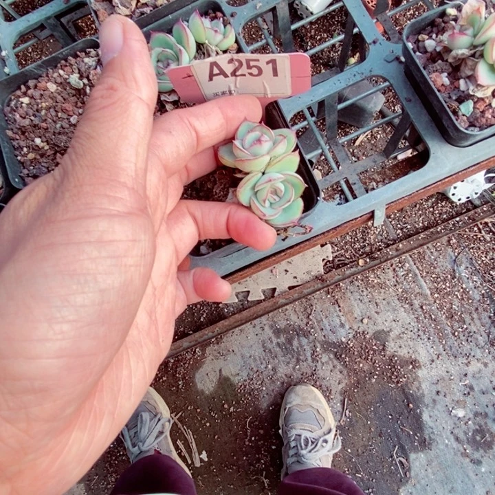 顺*･x h x x b j h 251