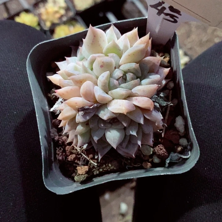 品*c b z x h j 463