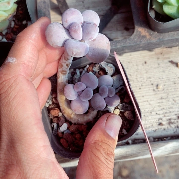 孙*矿c j d s s f k 265