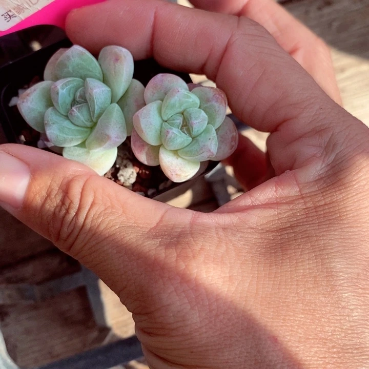 歪***?f h d sghu 237