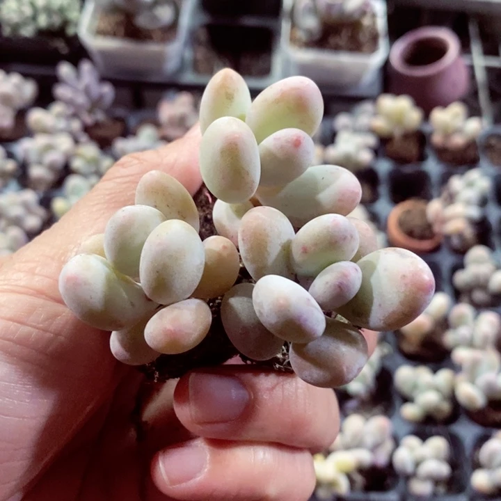 A****钱x c c shu uu f 479