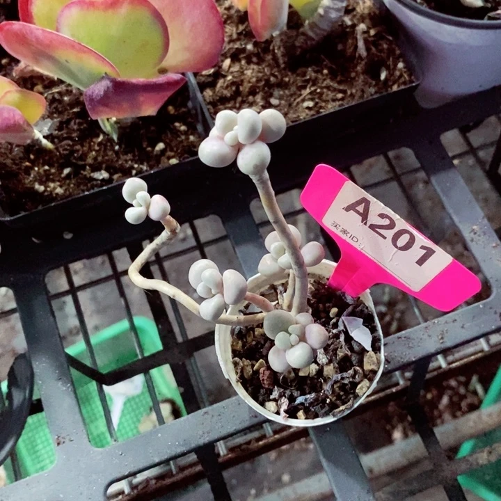 ！f ys tji 201gjmkk