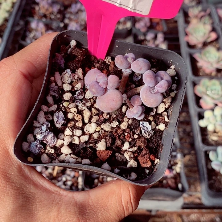 仙**?c b x xv h h 162