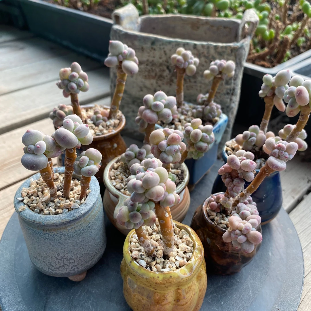 萤火虫奶酪精控小老桩