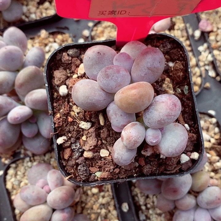 ?***?zv x z c g f f f 029