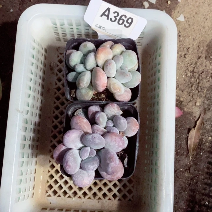 瑶***纺x b xv b j j 369