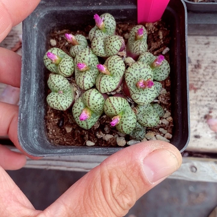 多*儿f j s s g h j 206