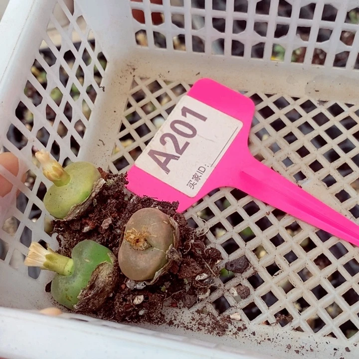 小**?x j x ch j j 201