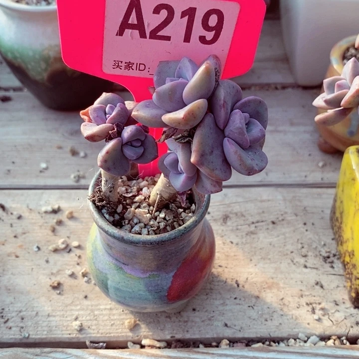 怪****?c j d d ji 219